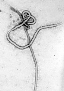 Das Ebola Virus
